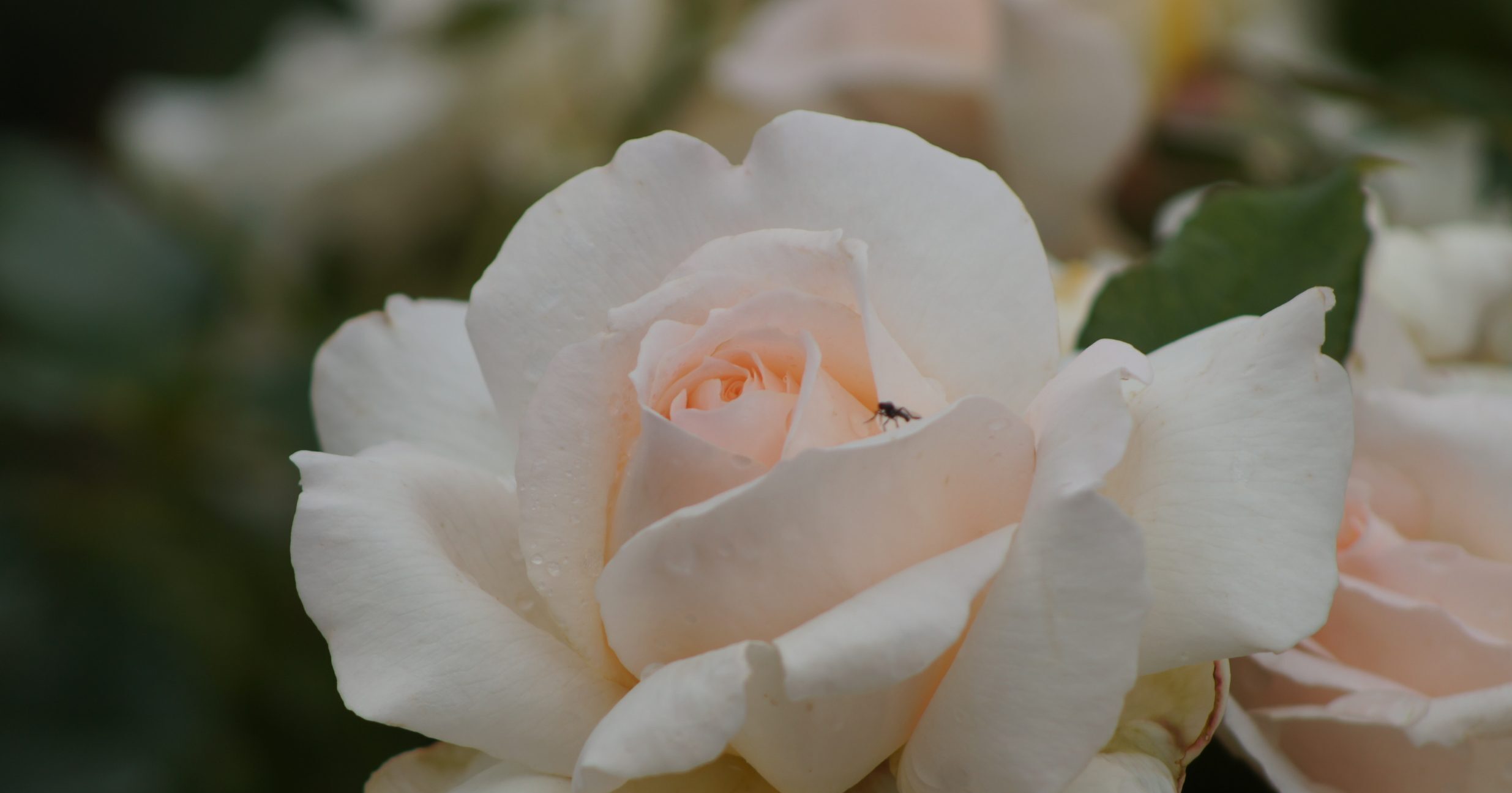 Weiße rose