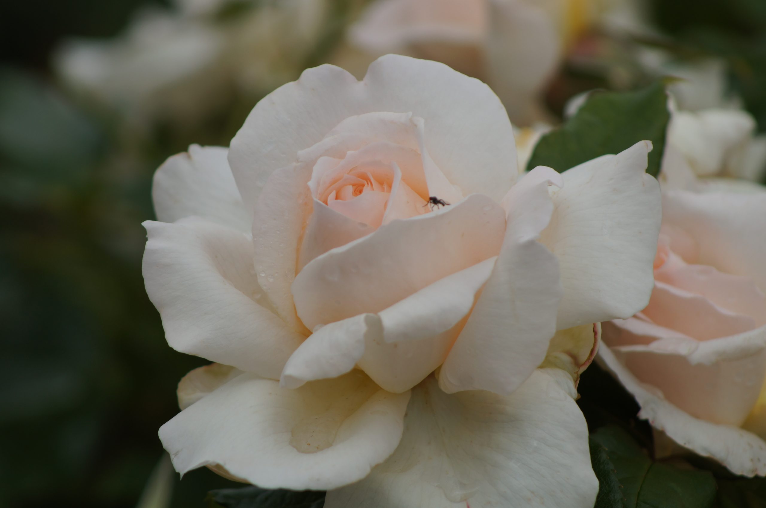 Weiße rose